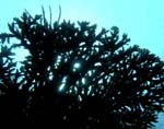 220_PC072736