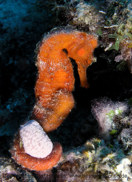 209_P6026375