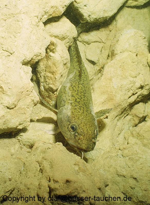 04_sta_53290016