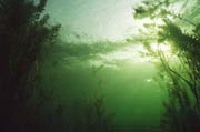 13_sta_53290033