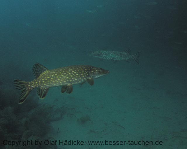 Friedberger_03