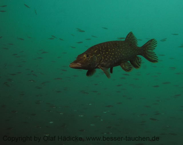 Friedberger_07