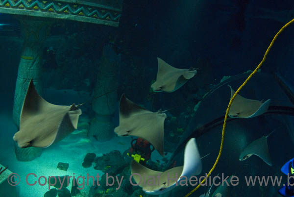 _DSC0158b