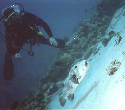 Weihnachtssafari 2001 in Aegypten
